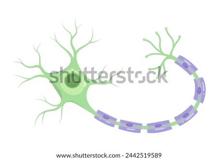 Vector Illustration of neuron anatomy (nerve cell axon and myelin sheath