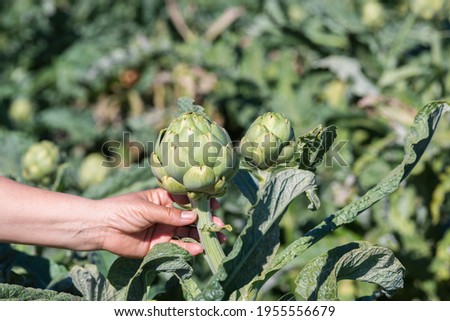 Similar – Image, Stock Photo Boxes with artichokes on farm