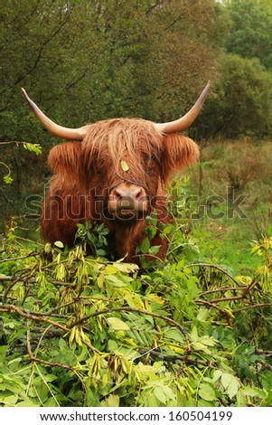 Beautiful highland cow with leaf on her nose looking at the camera