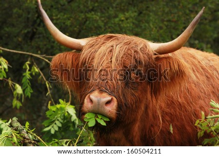 Beautiful highland cow eating leaf in nature