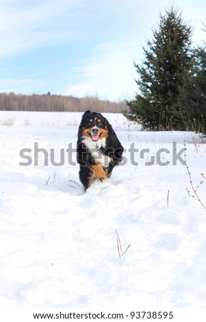 Bernese mountain dog running in snow during a nice winter day