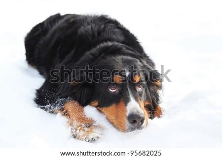 Bernese mountain dog looking sad, laying in snow and looking up