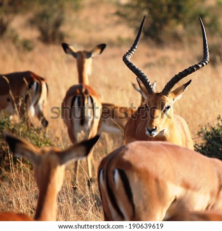 Common Impala - Scientific name: Aepyceros melampus. Dominant male with large horns protecting his female hareem. Masai Mara National Reserve, Kenya, East Africa