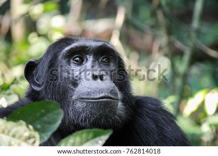 Common Chimpanzee