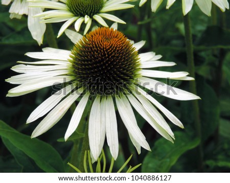 Similar – Image, Stock Photo Echinacea purpurea, yellow variety, inflorescence