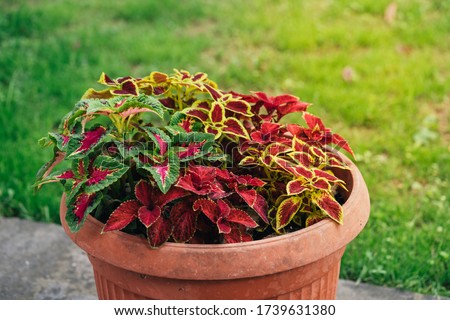Colorful potted planta for sale
