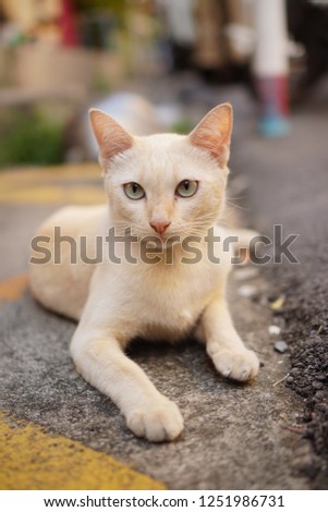 cute cat stand on road. Zdjęcia stock © 