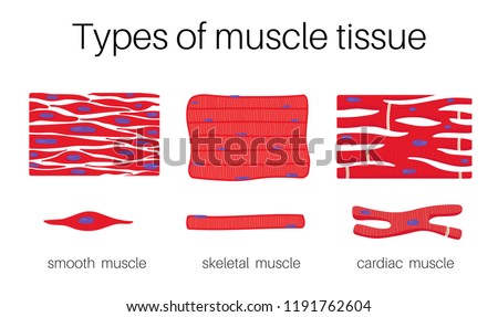 Muscle Tissue Drawing | Free download on ClipArtMag