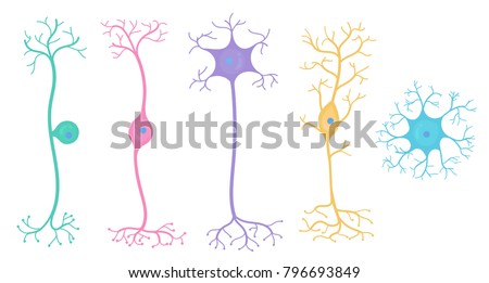 Basic Neuron Types