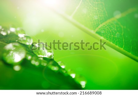 blur and soft focus of water drop on leaf with green color background