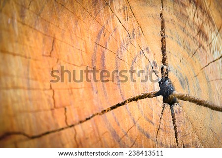 texture of growth rings tree for background with vintage color