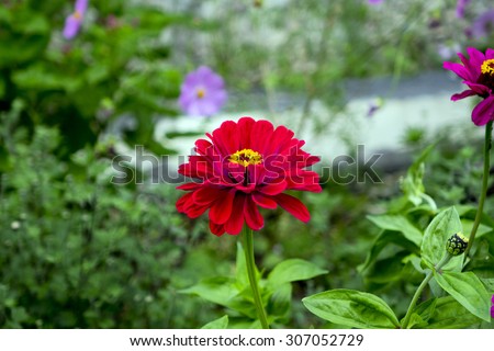Red flowers home street. The flowers grow next to people\'s homes. Flowers should please men and women.