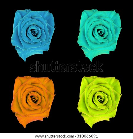 Rose flower, black isolated background. Macro.  Yellow,  green, blue, cyan, aquamarine, orange .