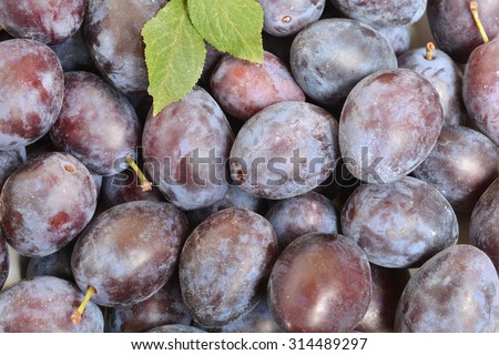 close up a group of purple plums