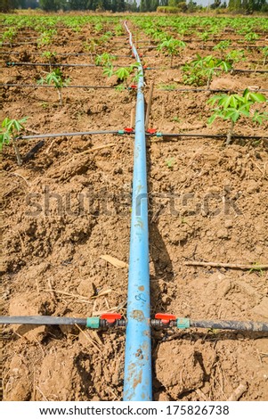 Lines of plastic tubing to deliver water in cassava plantations is growing