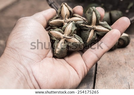 dried capsule seeds fruit of sacha-Inchi peanut in hand farmer