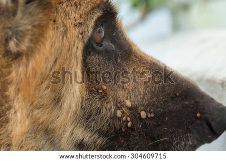 Closeup of adult tick on dog fur