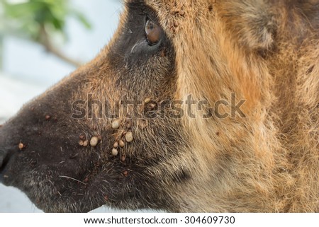Closeup of adult tick on dog fur