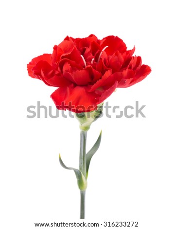 red chrysanthemum isolated on white background