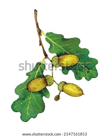 Watercolor common oak, pedunculate oak or European oak branch with acorns. Quercus robur isolated on white background. Hand drawn painting plant illustration. ストックフォト © 