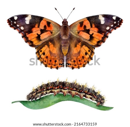 Similar – Foto Bild Vanessa cardui. Bunter Schmetterling auf einem Blatt sitzend. Selektiver Fokus auf Makrofotografie.