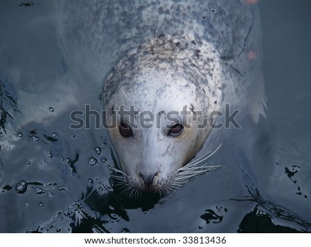 Young harbor seal with its distinct V shaped nostrils surfaces in search of food on the BC coast.  Latin name: Phoca vitulina richardsi.  There are 300,000 on the Pacific Coast of North America