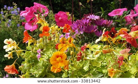 We are the flowers of one garden. Multiple varieties of pansies grow in a Victoria flower box
