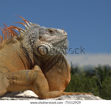 Green Iguana (Latin name: Iguana iguana)looking over his shoulder as if to say \