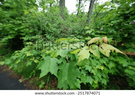 Similar – Image, Stock Photo Tree leaves wet after being exposed to rain in the morning