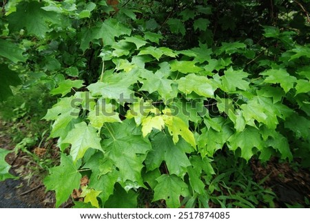 Similar – Image, Stock Photo Tree leaves wet after being exposed to rain in the morning