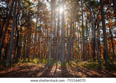 Forest Fall