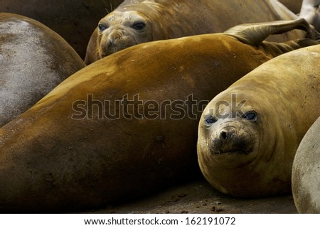 Seals sleeping and staring one. Livingston Island in Antarctic Peninsula