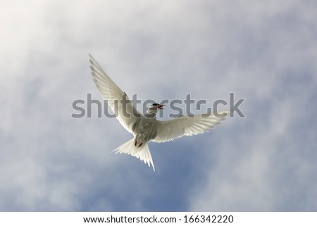 Tern flying.Livingston Island in Antarctic Peninsula