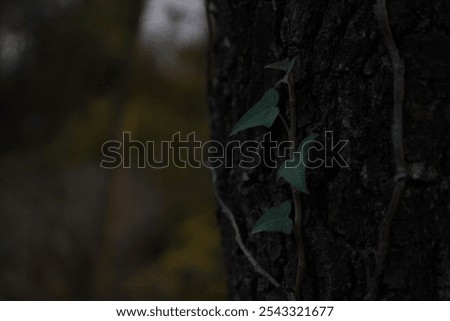 Similar – Image, Stock Photo Ivy climbs up tree trunk