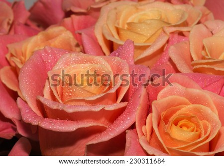 pink natural roses background