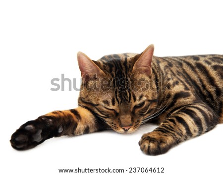 Bengal cat