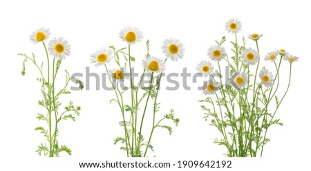 Similar – Image, Stock Photo daisies Marguerite