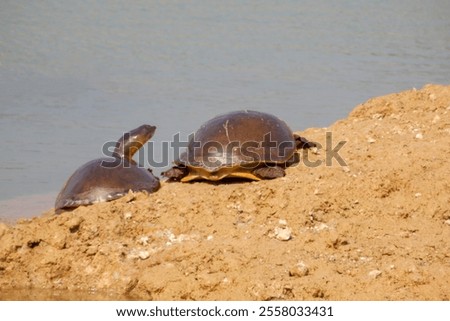 Similar – Foto Bild Wasser gefüllter Teich mit Schilfgras, Schilfrohr Gräsern in Art einer Weitwinkelaufnahme als Beispiel der Schönheit der Natur in ihren Farben und Formen mit Himmel