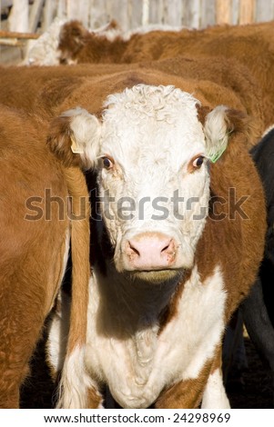 cow in pen with bulging cross-eyes waiting to be vaccinated