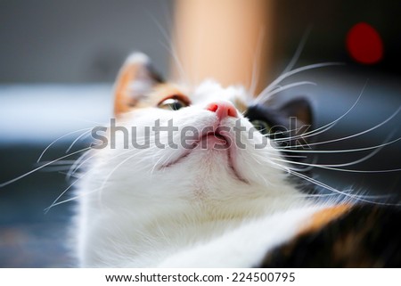 Fat calico cat with a sad face in a closeup view indoor.