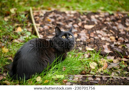 A female black cat playing outdoor in an autumn day