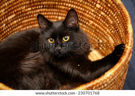 A female black cat playing indoor and showing her curiosity