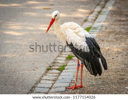 Image, Stock Photo A white stork surprised by winter looks for food in the snow in the Schmuttertal biotope near Augsburg