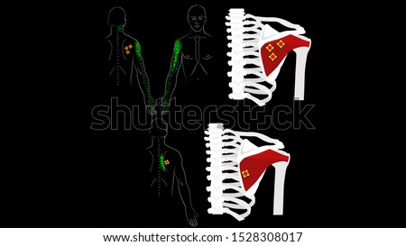 Infraspinatus muscle. The deep muscles of the arm. Trigger points and pain in the arm and shoulder blade. The structure of the muscles of the hands. Vector image on a black background.