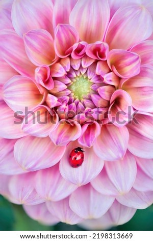 Similar – Image, Stock Photo Macro shot: Filled dahlia in white and pink with yellow centre