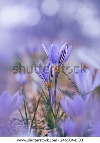 Similar – Image, Stock Photo Purple crocuses / Spring fever