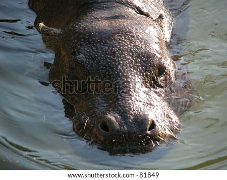 Pygmy hippo (Choeropsis leberiensis) in the water
