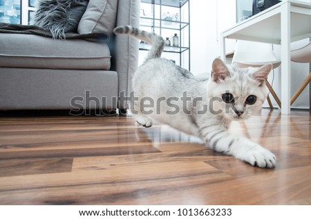 Image, Stock Photo british shorthair kitten jumping off table on gray background with copy space