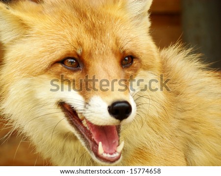The person the fox in the complete staff. The animal smiles. Close-up picture of a wild Red Fox