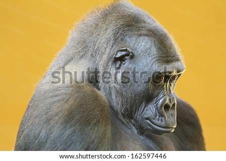 Gorilla portrait